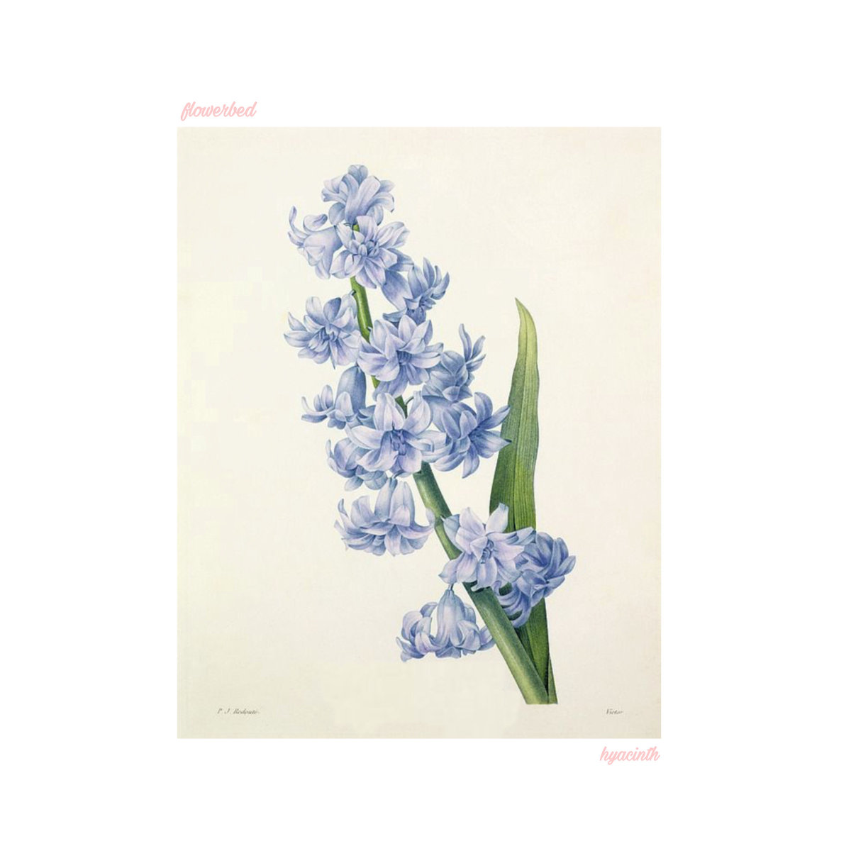flowerbed – “hyacinth”
