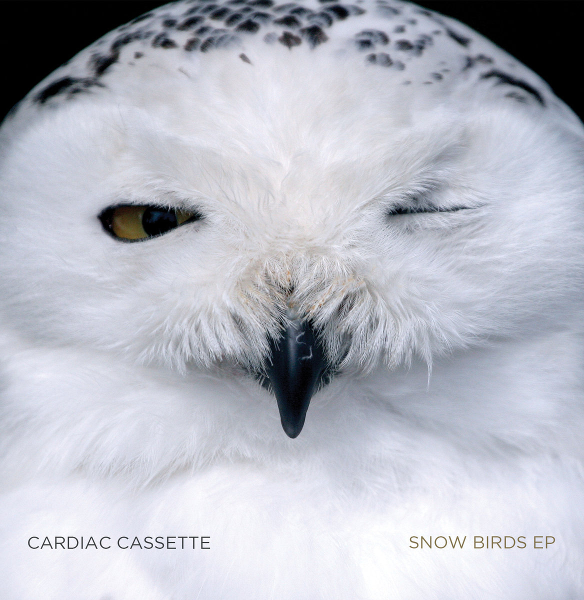 Cardiac Cassette Releases Three Song EPSnow Birds